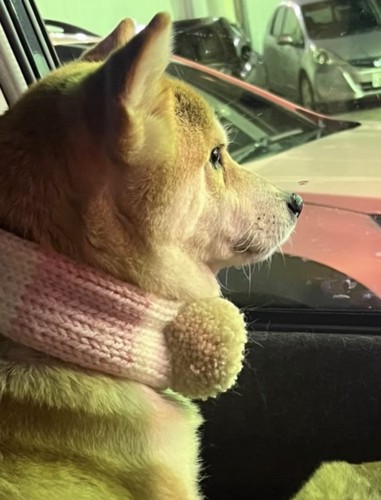 車の外を眺める犬2