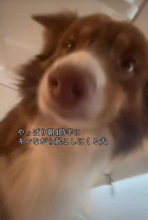 飼い主さんを起こすコロくん