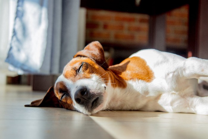 窓の近くで昼寝をする犬