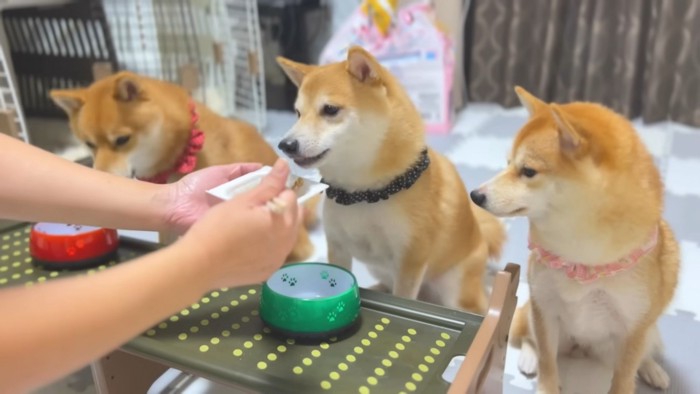 納豆を食べる3兄妹