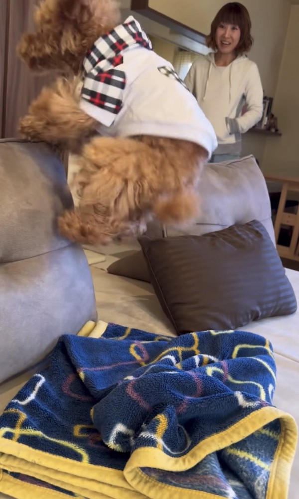 ソファに飛び乗る犬