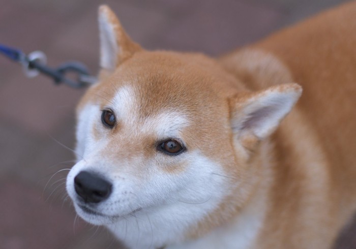 お散歩中の柴犬の顔のアップ