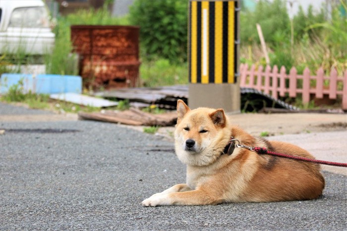 地面に伏せる柴犬、赤いリード