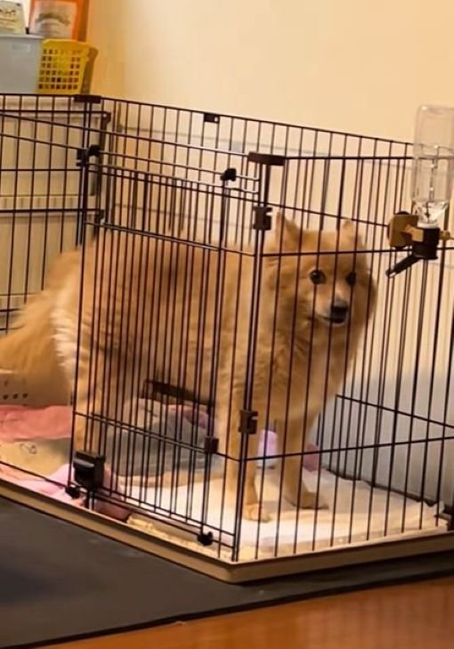 スピッツかサモエドのよう…