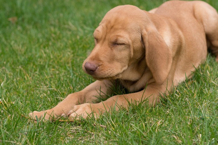 眉間にしわを寄せている犬