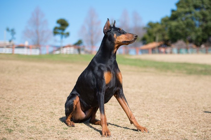 座る犬