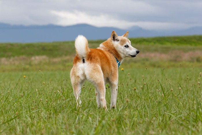 振り向く柴犬