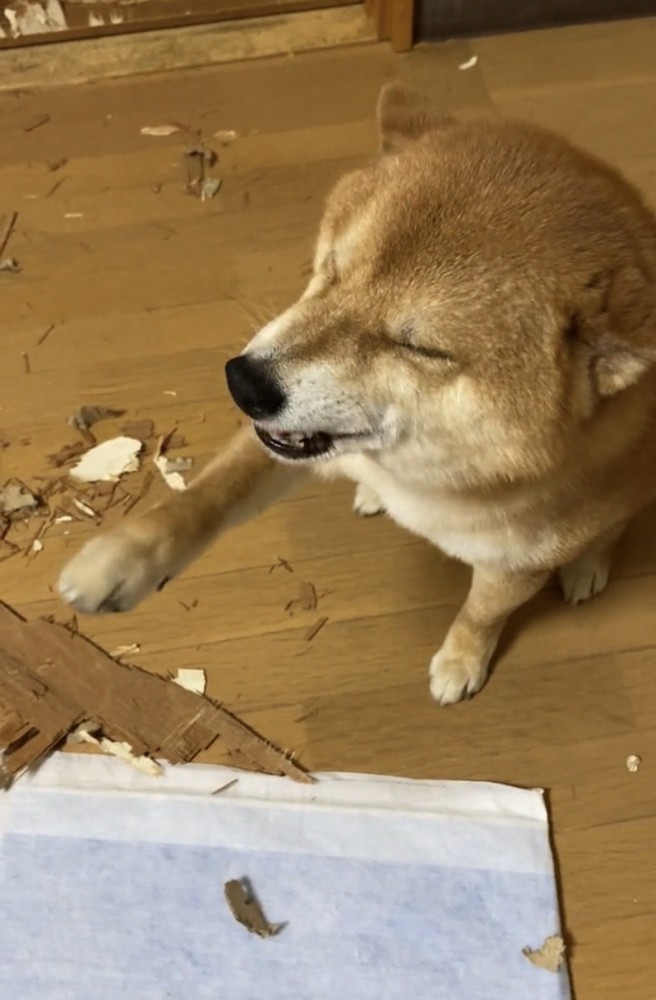 前足を差し出す犬