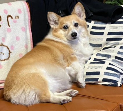 わがままボディ