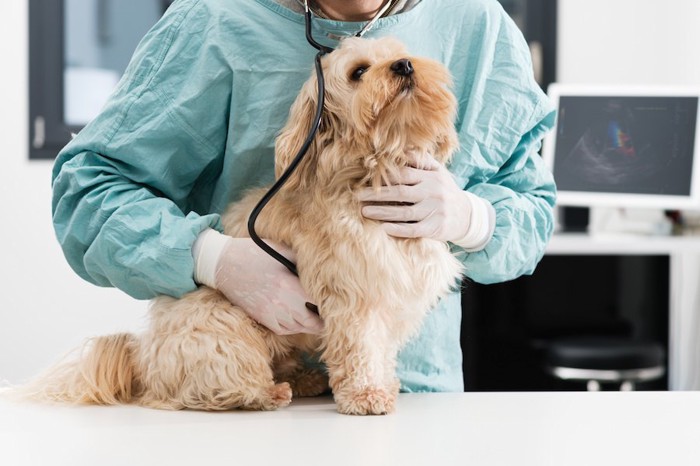 病院で獣医師の診察を受ける犬