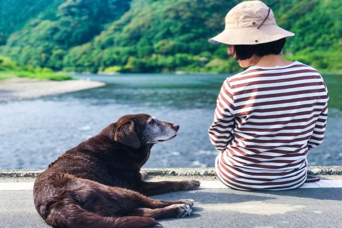 穏やかに見つめ合う犬と女性