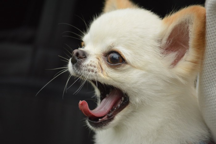 あくびをする犬の顔アップ