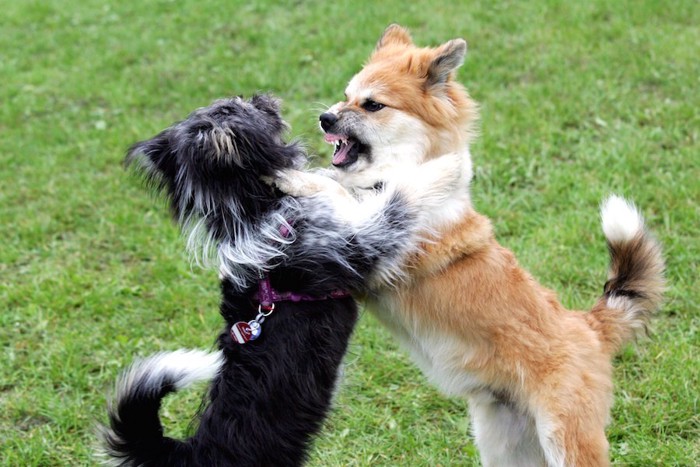 ケンカをする黒と茶色の犬