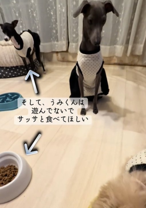 遊ぶ犬1