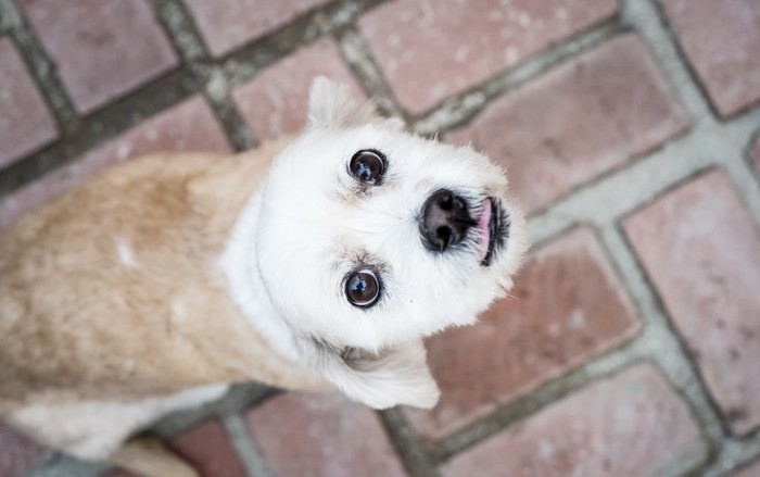 見上げる犬