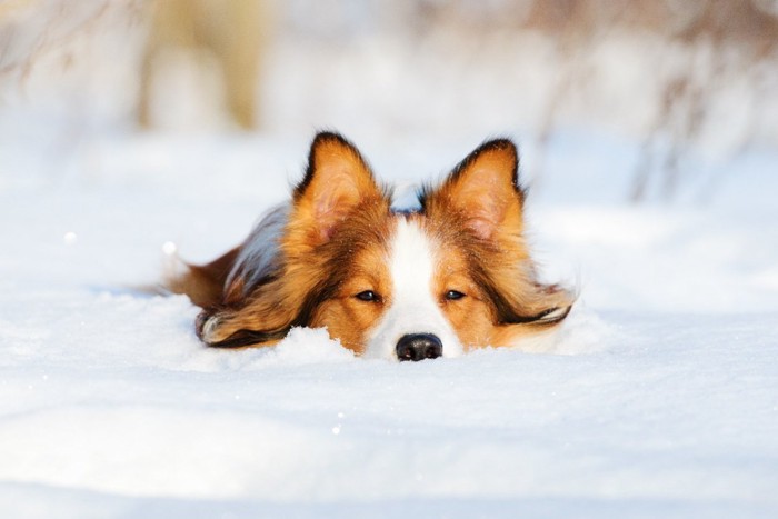 雪に埋もれる犬