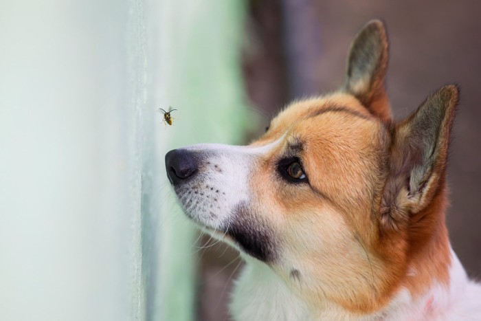 ハチを睨みつける犬