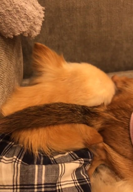 動かないおまめくん
