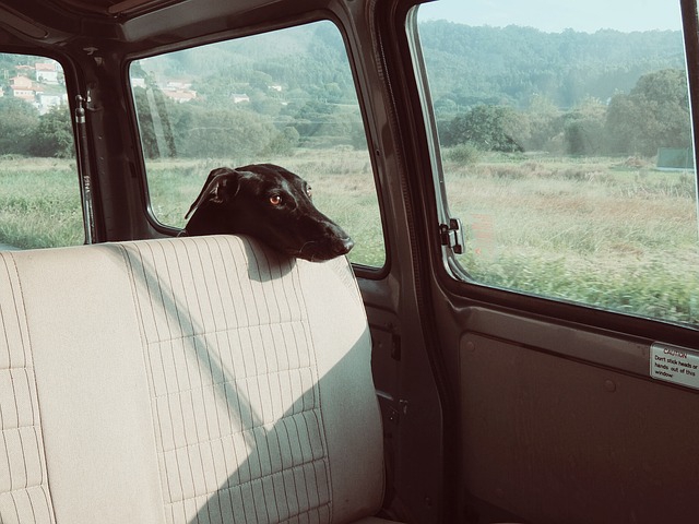 車内にいる犬