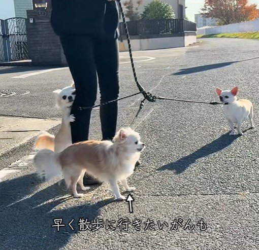 チワワ3匹とお散歩2