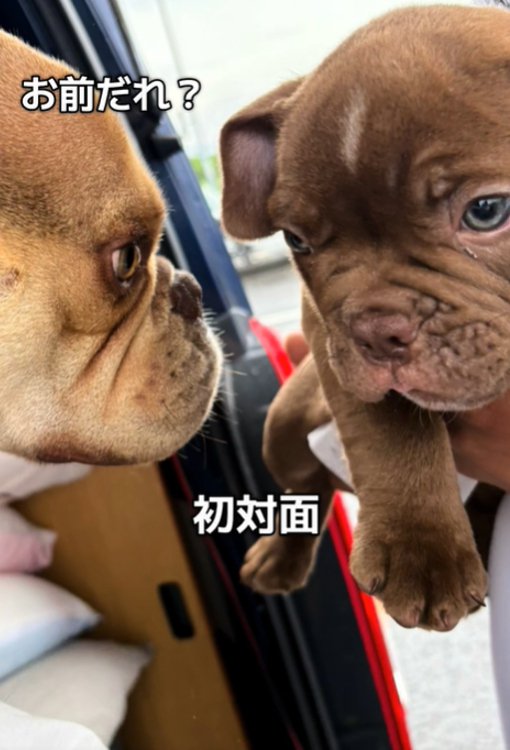 見つめ合う犬2匹