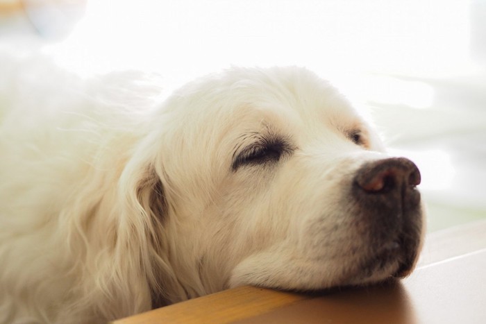 こ上がりで落ち着く犬