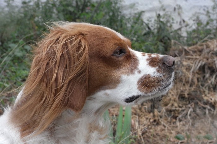 犬の横顔