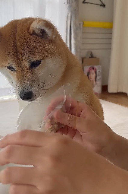 飼い主が持っている犬用のご飯を見つめる犬