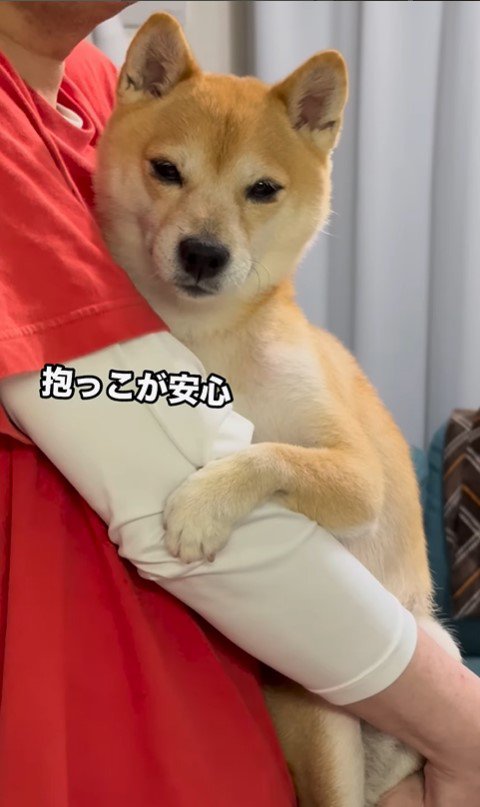 パパさんに抱っこしてもらうたもつ君2