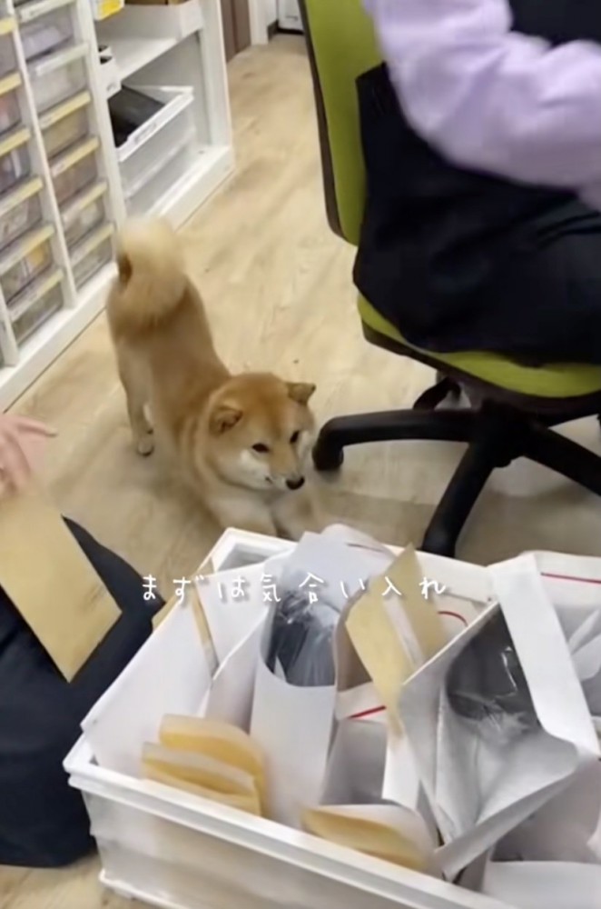 入れてこ！気合！！