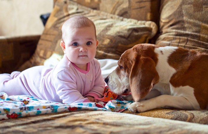 子犬と赤ちゃん