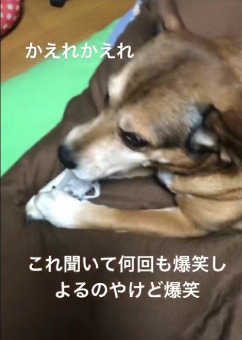 愛犬がイタズラをしていた