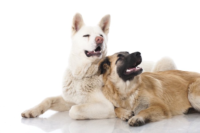 寄り添う白い立ち耳の犬と垂れ耳の犬