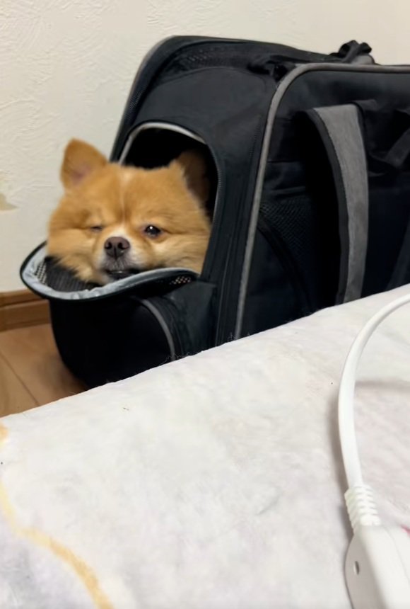 カバンから出てこれないレモンちゃん