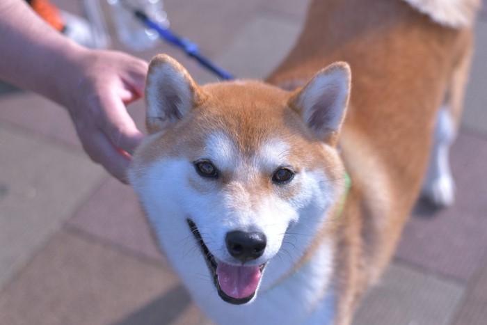 散歩する柴犬