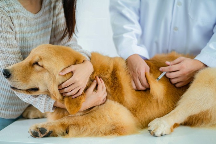 注射されている犬