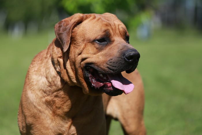 立ってどこかを見つめる土佐犬