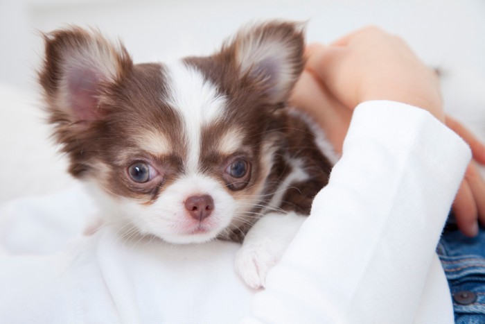 人のお腹の上に抱きかかえられているチワワの子犬