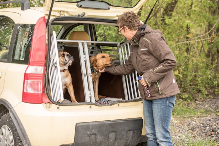 車に置かれたクレートに入る二匹の犬