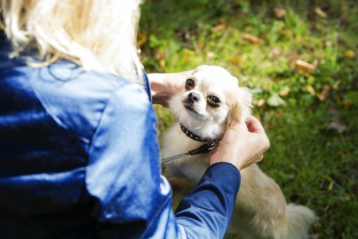 飼い主さんに撫でられてあまり喜んでいない犬