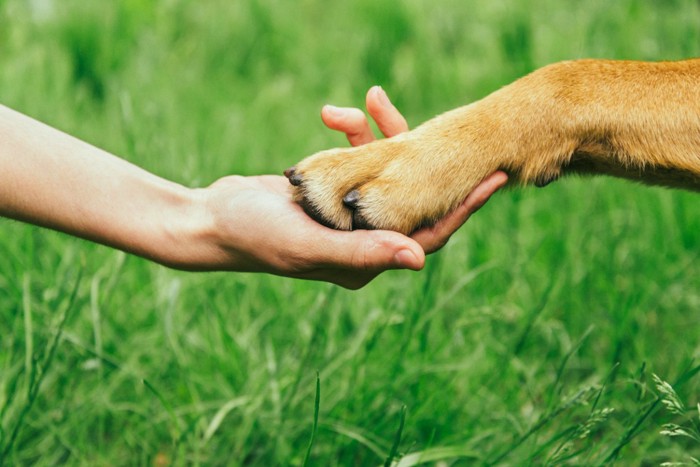 人の手に重ねられた犬の足