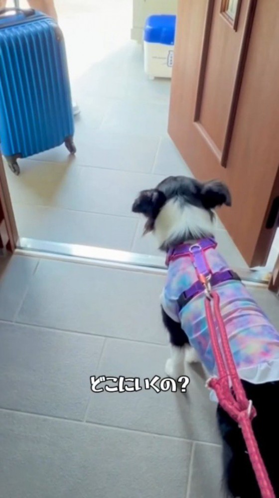 スーツケースをひいて玄関を出る男性を見つめる犬