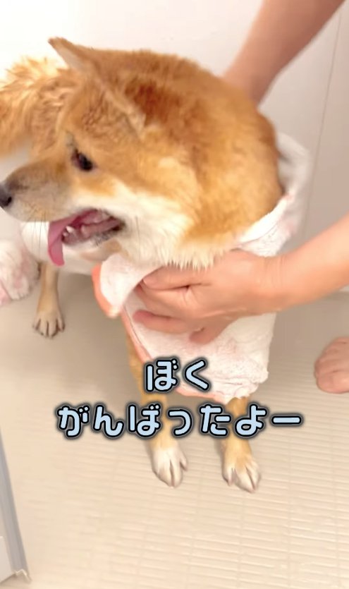 タオルで拭かれている柴犬