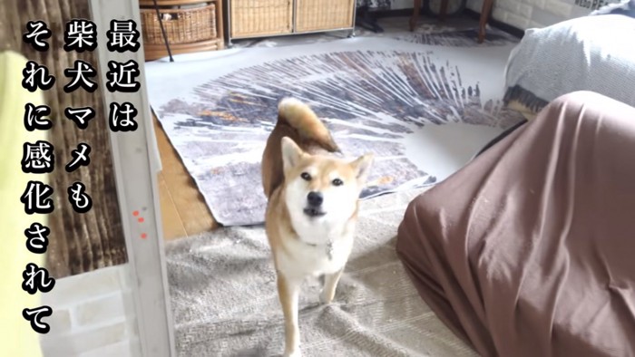 柴犬のマメちゃん