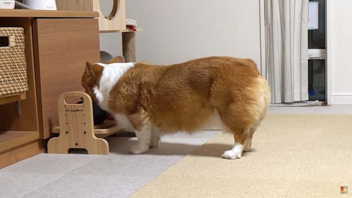 水を飲む犬