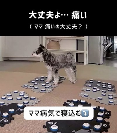 「大丈夫？痛い？」と心配する犬