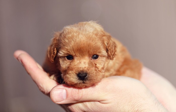 プードルの子犬