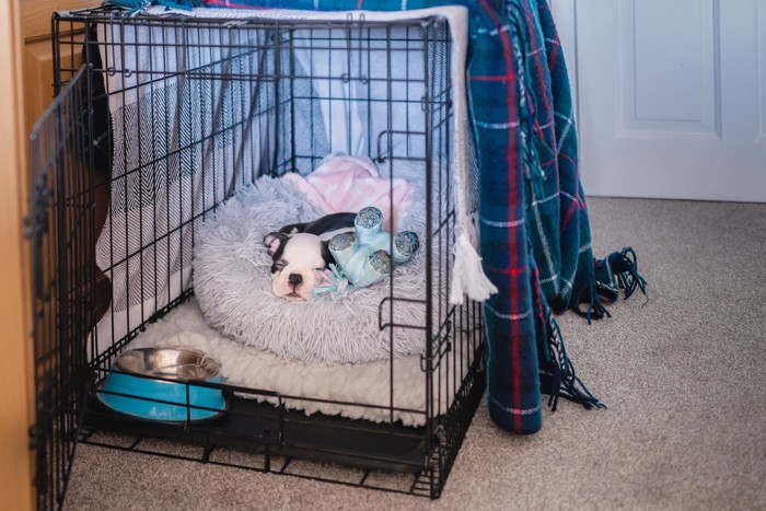 留守番ケージの中のベッドで眠っている子犬