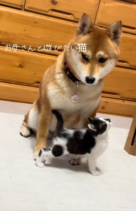 こむぎちゃんを見るぱんくん