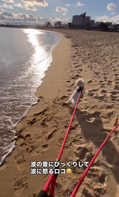 波にびっくりする全盲の小型犬